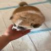 cŴ