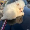 СwȮ